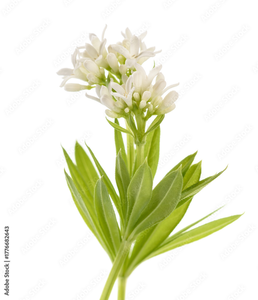Fototapeta premium Sweet woodruff flowers