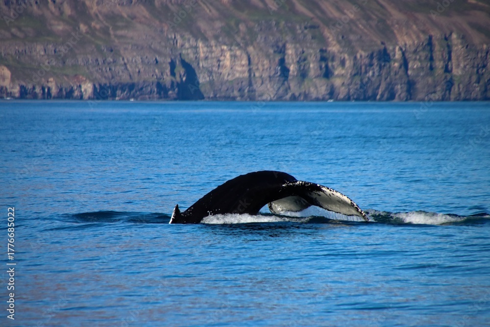 Fototapeta premium A humpback whale emerges from the waters of Eyjafjörður near Akureyri, Iceland. It shows the whale diving into the ocean, cliffs in the background.