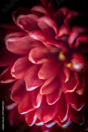 Autumn Bloom Series – Crimson Chrysanthemum in Shadowed Light