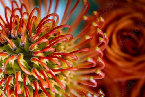 Vibrant Fusion – Orange Protea and Rose Detail