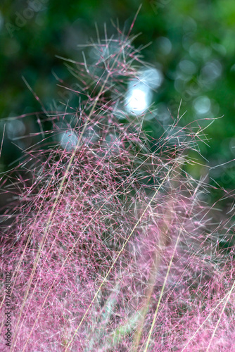 Close-up of Muhly Grass (Muhlenbergia capillaris), also known as sweetgrass, is an ornamental grass native to South Carolina that produces pink-purple plumes in the fall; portrait orientation.