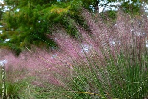 Muhly Grass (Muhlenbergia capillaris), also known as sweetgrass, is an ornamental grass native to South Carolina that produces pink-purple plumes in the fall; landscape orientation.