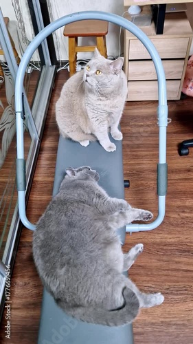 Vertical, High-angle view of a large grey cat lying on its back and a smaller cream cat sitting on an ab crunch machine. The two British Shorthair cats are relaxing on the home fitness equipment.