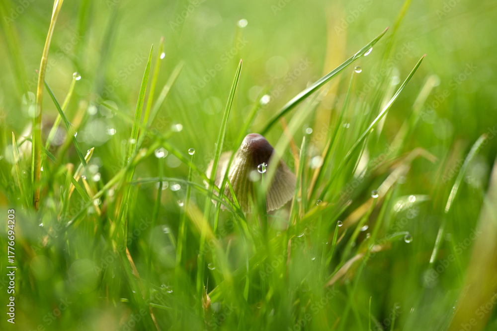 Fototapeta premium Mycena genus mushroom in grass with morning dew