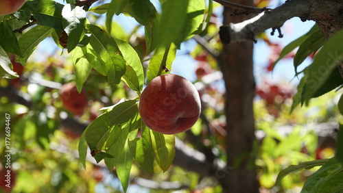 An image of a single peach, hanging from a branch of a peach tree, surrounded by green leaves and bathed in sunlight.