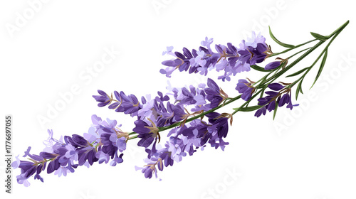 Herb sprig icon vector