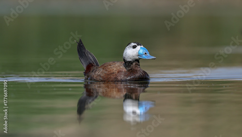 White-headed Duck swimming in the water