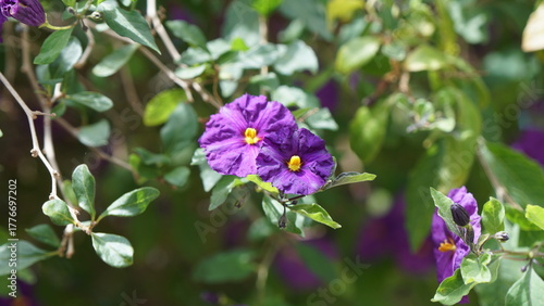 A close-up shot of a Blue Potato Bush (Lycianthes rantonnetii), showing its vibrant purple-blue flowers with yellow centers and lush green leaves.