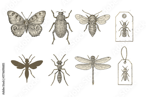 Antique Insect Icons. Line style icons of antique illustrations: butterfly engraving, beetle sketch, moth diagram, cicada drawing;