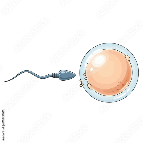 Sperm cell approaches and fertilizes human egg cell, symbolizing conception and new beginnings in a scientific illustration.