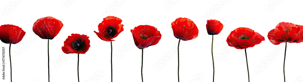 Obraz premium Row of bright red poppies on black background