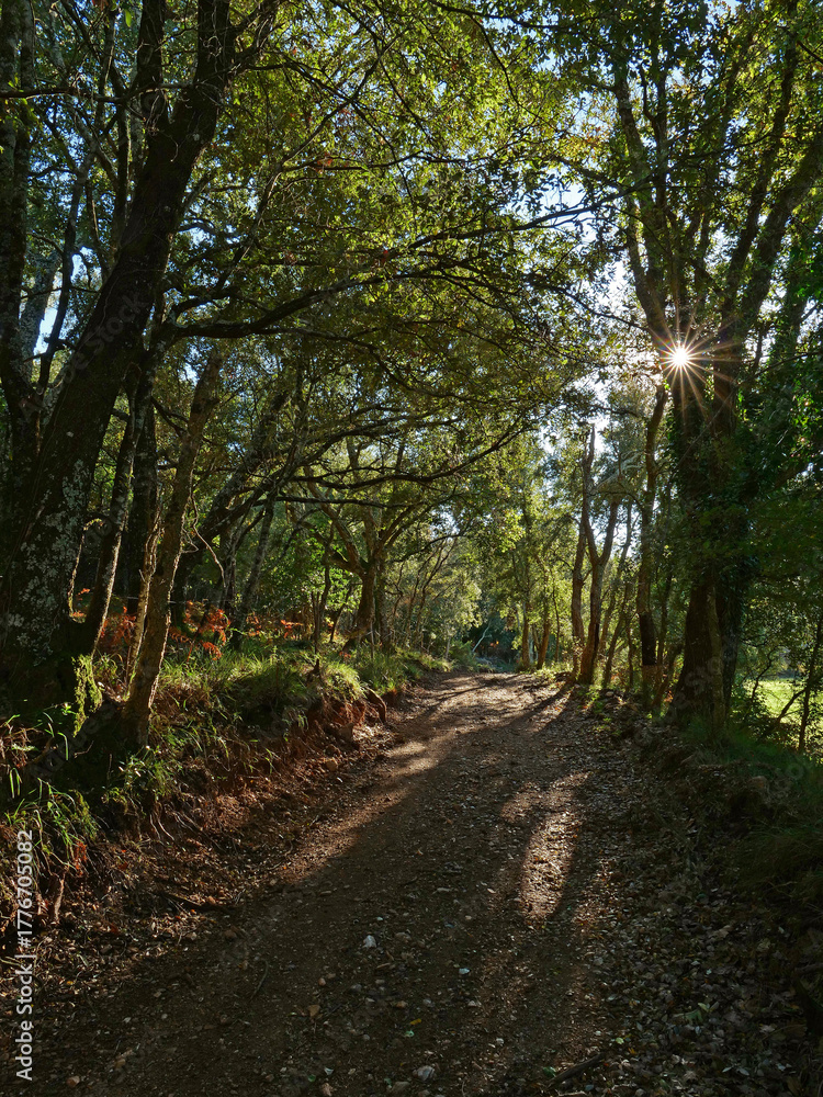 Naklejka premium Chemin forestier