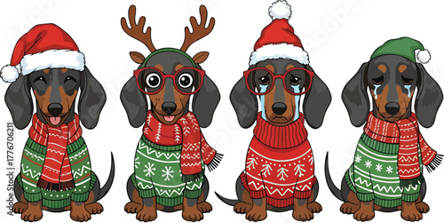Cute Christmas Dachshunds in Sweaters and Santa Hats