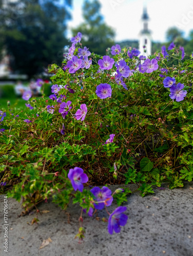 Foreground focus on vibrant purple Cranesbill flowers with a white church tower blurred in the scenic background.