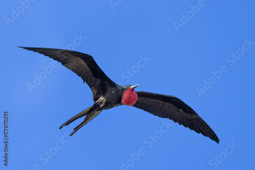 Φωτογραφία Magnificent Frigatebird male