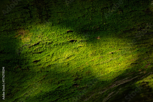 Close-up of Vibrant Moss Texture with Two Sun Patches and Deep Shadow