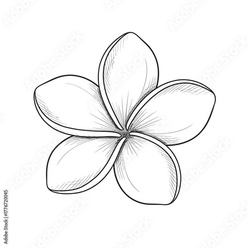 Hand drawn sketch of a frangipani flower