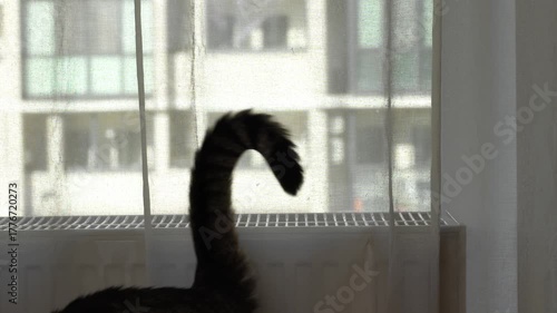 Cat tail moving playfully on curtain background in soft daylight near window.