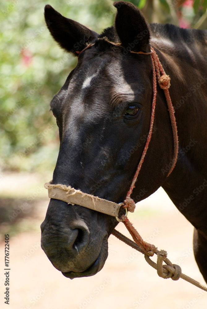 Fototapeta premium portrait of a horse