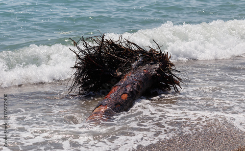 A storm at sea brought a tree to the beach