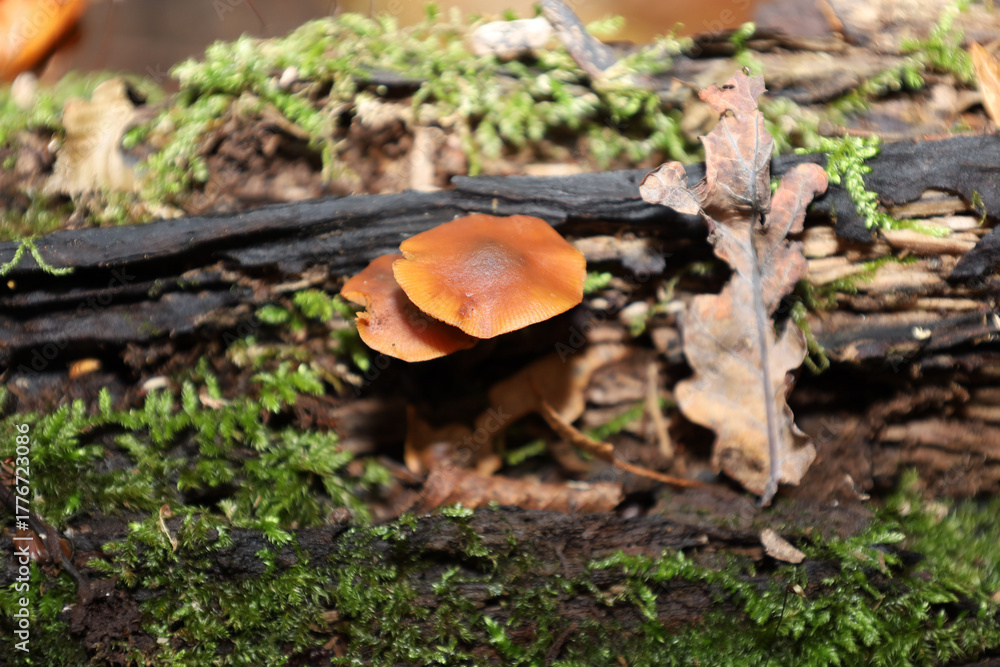 Fototapeta premium Two small mushrooms with bright orange-brown caps sprout on dark, moist, decaying wood, surrounded by green moss and a dry oak leaf.