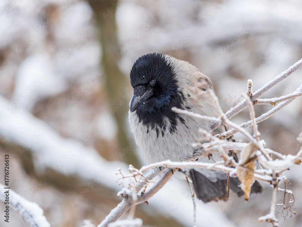 Obraz premium A hooded crow sitting on a tree