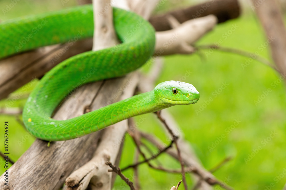 Fototapeta premium The beautiful Eastern Green Mamba (Dendroaspis angusticeps), an arboreal snake, posing on dead branches – Africa’s gorgeous but deadly venomous snake
