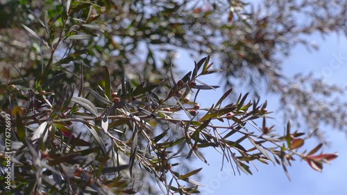 Close up Beautiful ornament garden tree Leptospermum hybrid ‘Dark Shadows’ Common Name is Weeping Tea Tree, species are endemic to Australia, spreading branches. Linear, olive-green foliage 