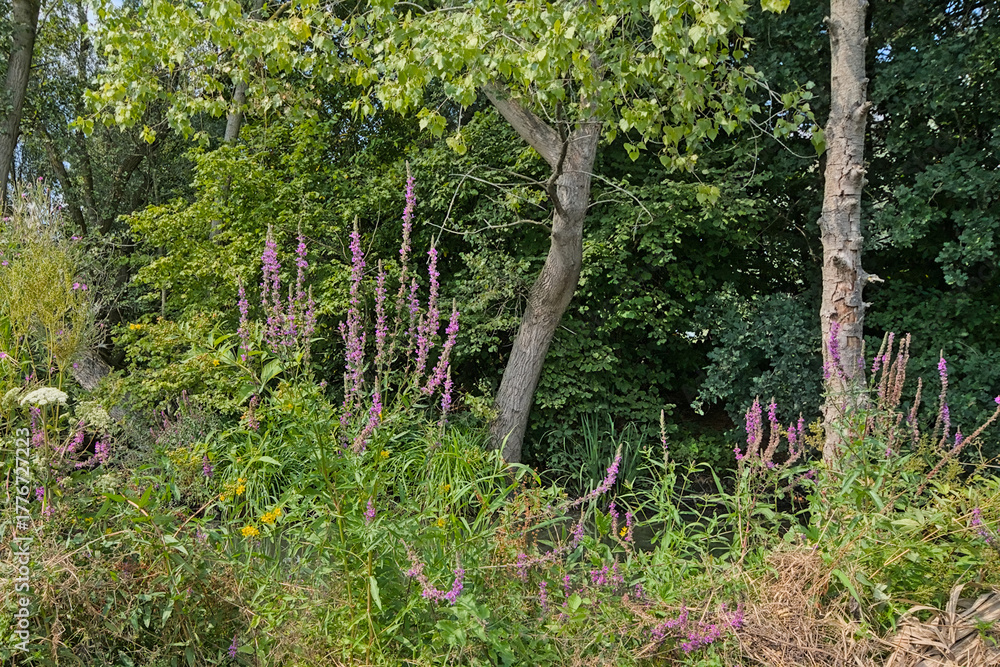 Φωτογραφία purple loosestrife flowers and green trees in Damvallei nature reserve, Ghent, F
