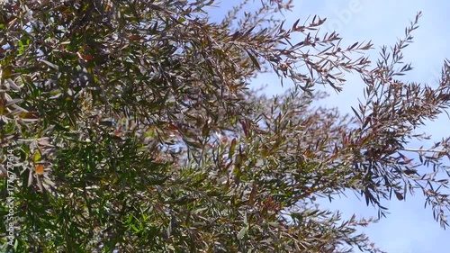 Beautiful ornament garden tree Leptospermum hybrid ‘Dark Shadows’ Common Name is Weeping Tea Tree, species are endemic to Australia, spreading branches. Linear, olive-green foliage 