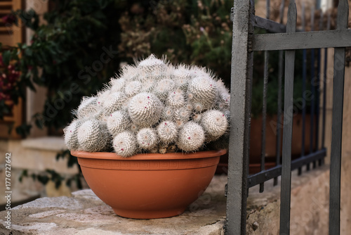 Canvas Print plant in a pott