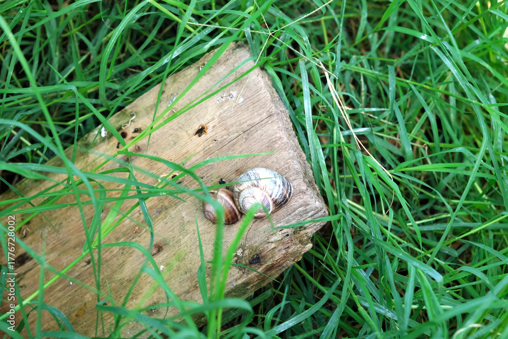 Obraz premium Breeding grape snails