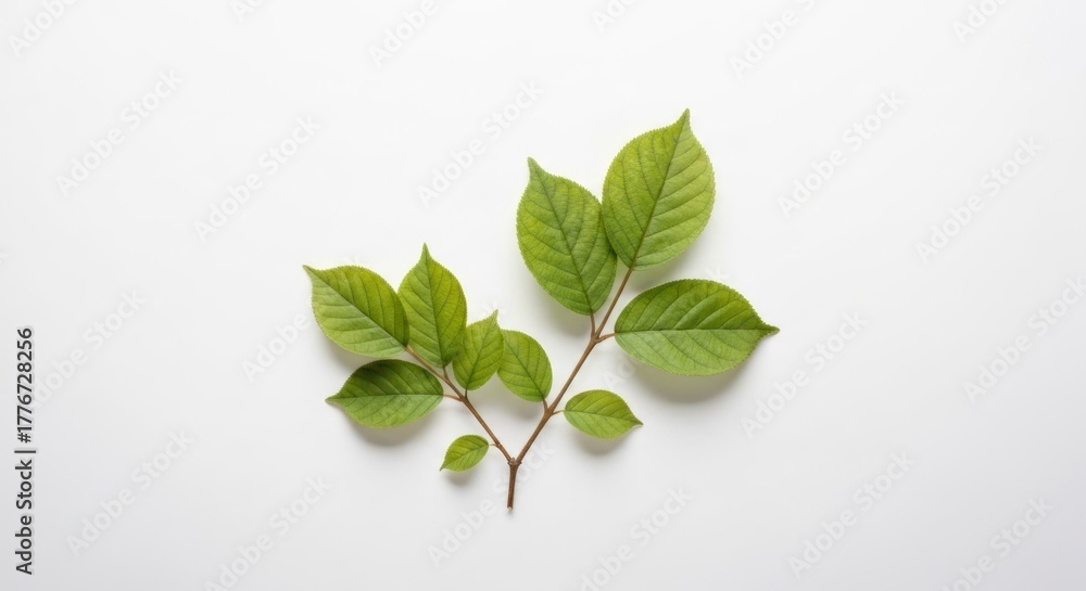 Obraz premium Small branch with vibrant green leaves isolated against a bright white background