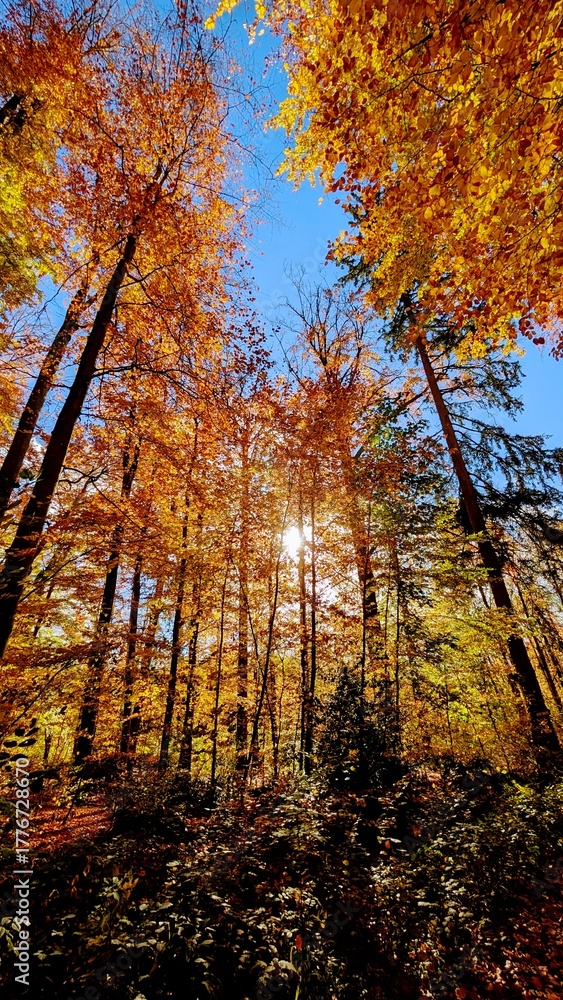 Obraz premium autumn in the forest