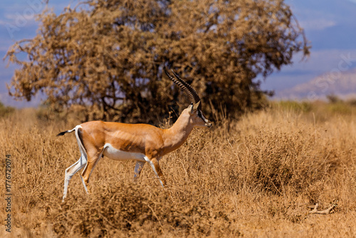 Amboseli National Park, Kenya: Alert Thomson's Gazelle in the Dry Savanna