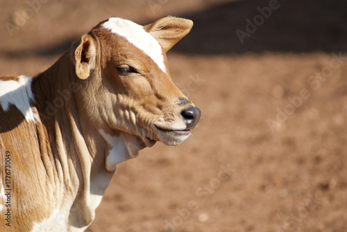 portrait of a calf