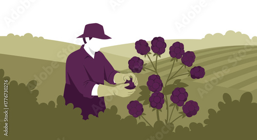 A Farmer Harvesting Ripe Blackberries From a Lush Vine in a Field