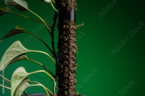 pole for plants, a houseplant on a moss pillar against a black wall as a background. A moss pole is a pole for growing plants in pots at home and outdoors.