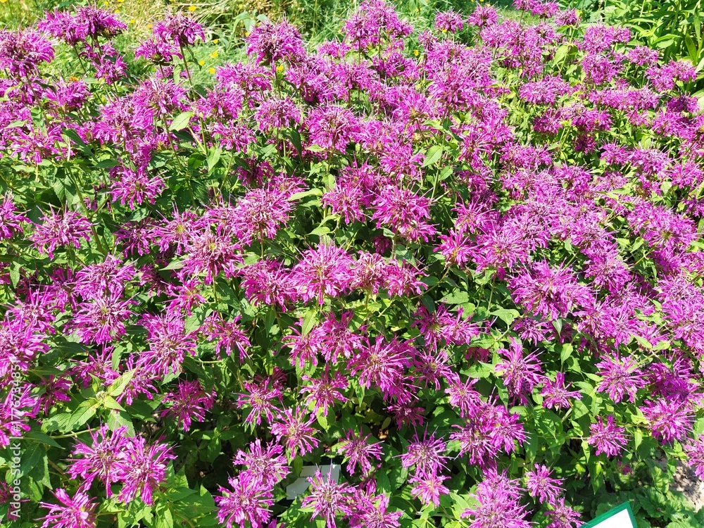 Naklejka premium Monarda is genus of flowering plants in mint family. Monarda are used in beds and borders to attract hummingbirds, pollinating insects and insects that control garden pests. Bright pink purple flowers