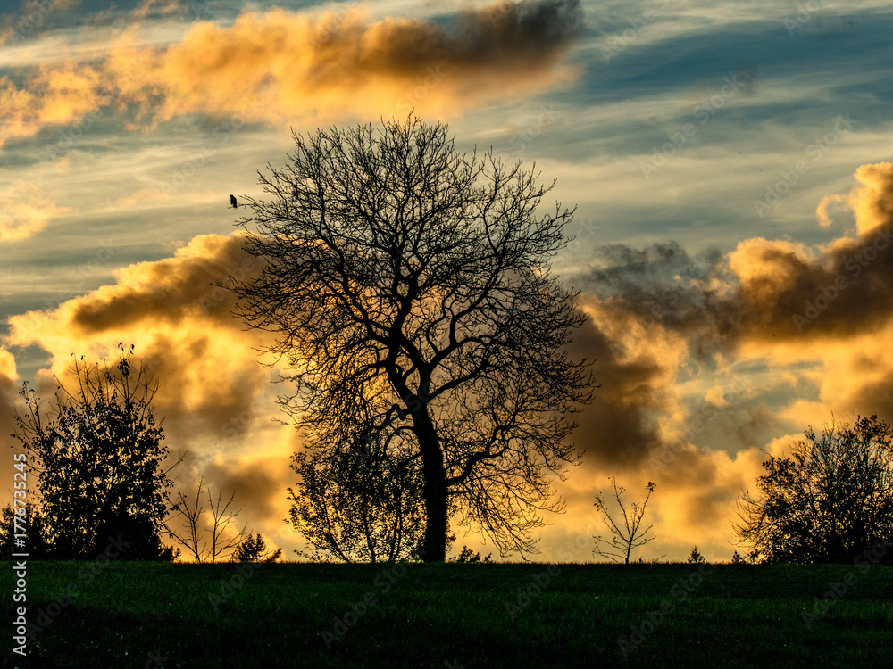 Naklejka premium Baum im Herbst bei Sonnenuntergang