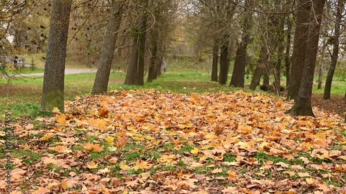 autumn in the park