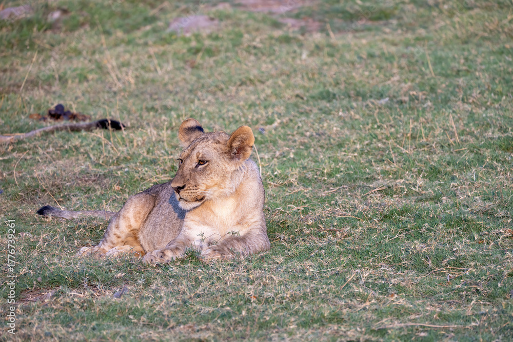 Fototapeta premium lioness resting in chobe national park, botsuana