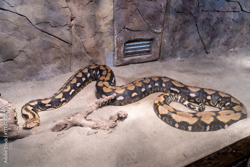 A python snake with black, brown, and golden yellow patterns on its skin. Izmir Wildlife Park Zoo
