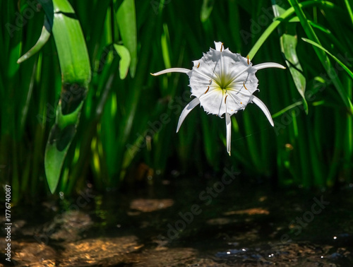 Cahaba lily blooms gracefully in the Cahaba River with deep shadows and green background