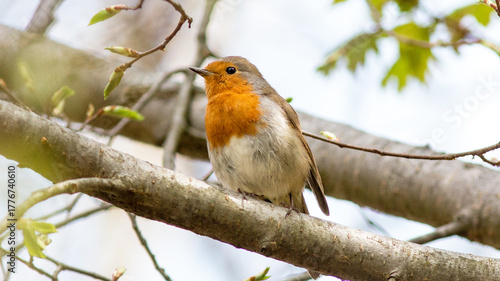 robin on a branch