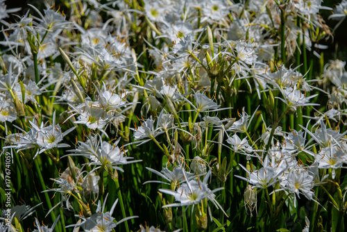 Cahaba lilies bloom beautifully along the Cahaba River in Alabama during peak flowering season