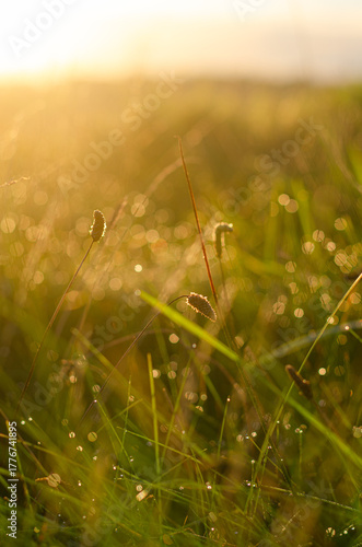 Cattails in a field