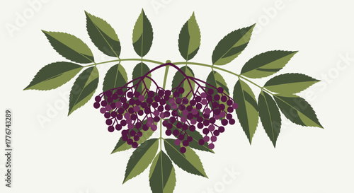 Elegant Botanical Illustration Of Fresh Elderberries Sprig With Green Leaves on White Background