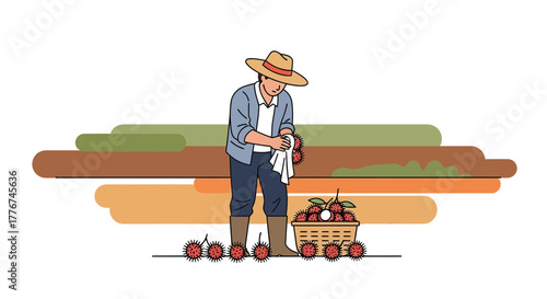 Farmer Harvesting Fruit in a Field Harvesting Fresh Tropical Produce for Market Commerce
