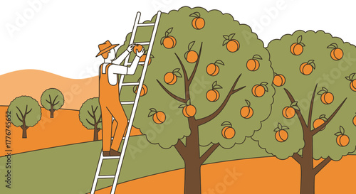 Farmer Harvests Ripe Fruit From Orchard Trees During Autumn Season